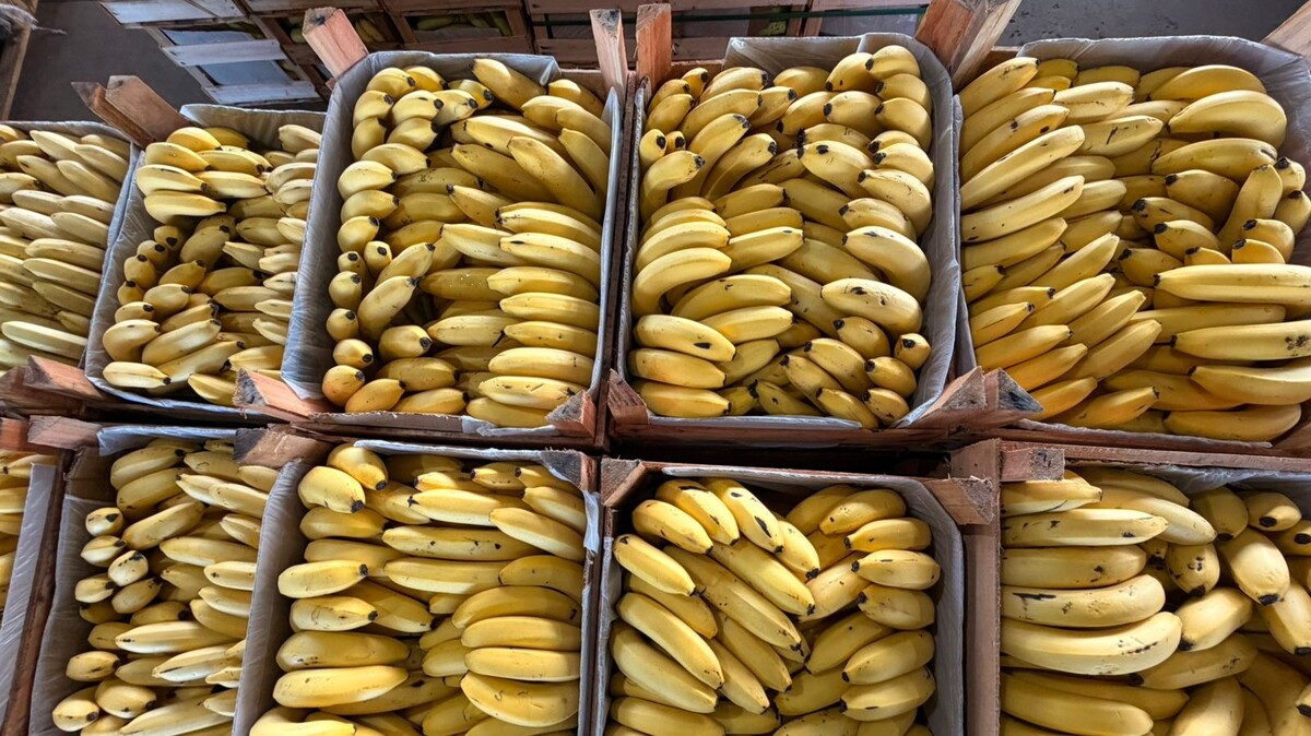 No momento, você está visualizando Ceasa-MS registra alta da banana e queda do tomate; confira os preços da semana