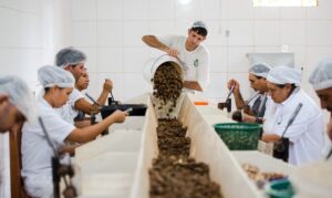 Leia mais sobre o artigo Consulta do Mdic sobre produtos sustentáveis no acordo Mercosul–UE acaba nesta quarta (2)
