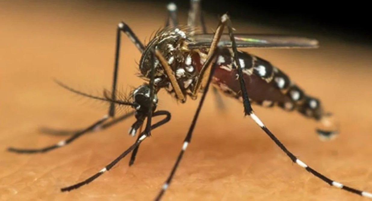 No momento, você está visualizando MS confirma mais de 10 mil casos de chikungunya