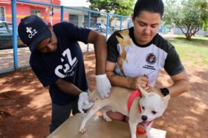 Leia mais sobre o artigo Vacinação antirrábica vai percorrer 300 mil imóveis em Campo Grande