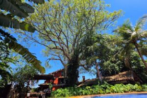 Leia mais sobre o artigo ALEMS DIA DA ÁRVORE: Um convite para cuidar de si, da natureza e do planeta