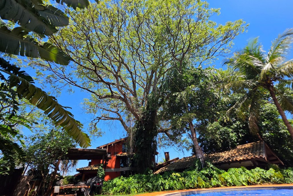 No momento, você está visualizando ALEMS DIA DA ÁRVORE: Um convite para cuidar de si, da natureza e do planeta