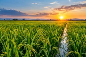 Leia mais sobre o artigo Google vai usar plantações de arroz no Brasil para combater mudanças climáticas