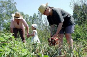 Leia mais sobre o artigo Governo publica MP com crédito extraordinário para a agricultura familiar
