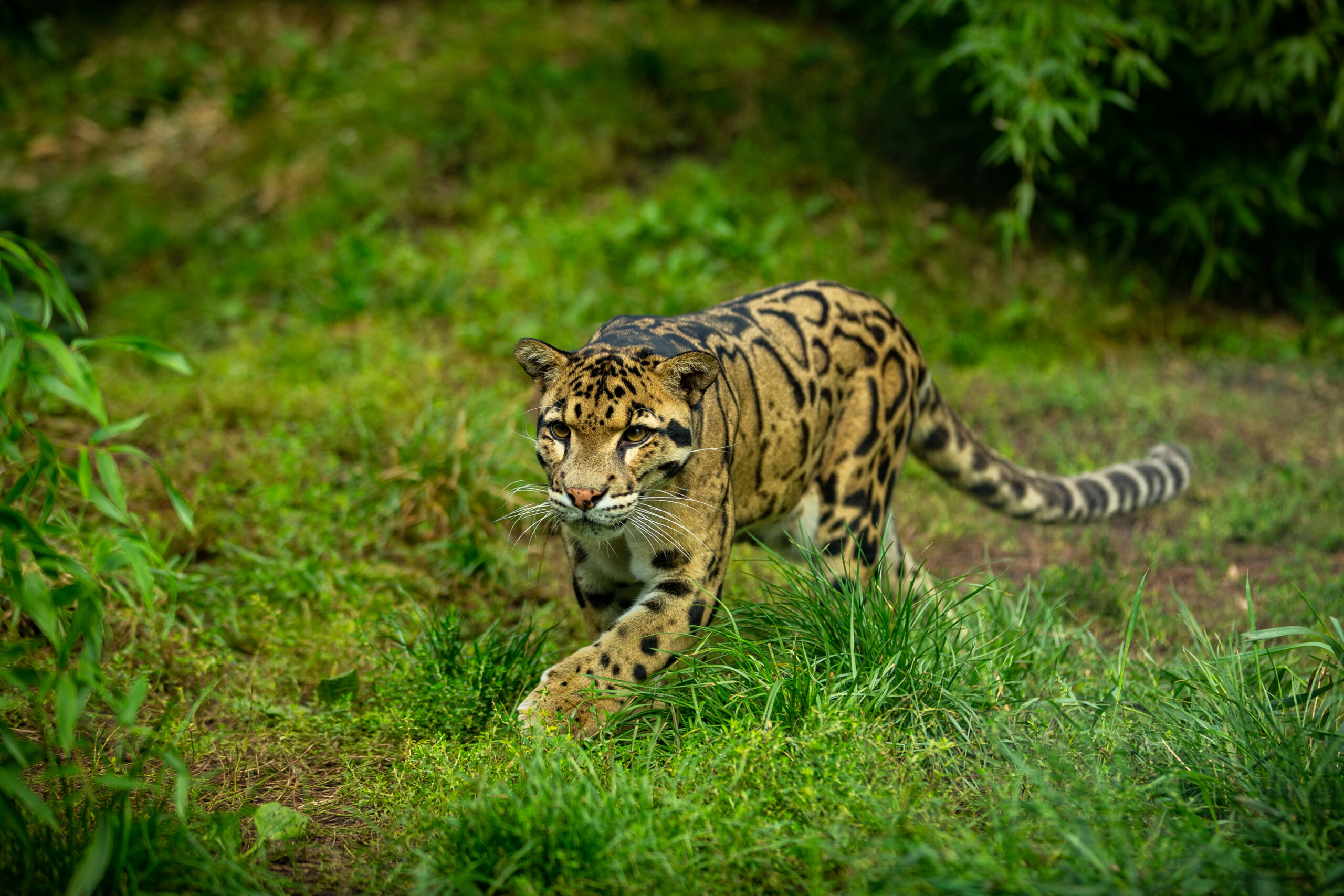No momento, você está visualizando Jaguatiricas passeiam por estrada canavieira de Naviraí