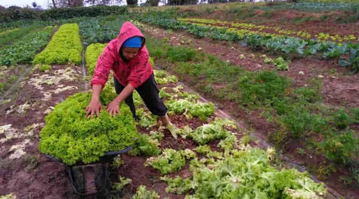 No momento, você está visualizando Prefeitura de Campo Grande divulga lista de agricultores aprovados para fornecer alimentos ao PAA; confira