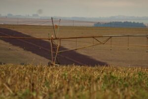 Leia mais sobre o artigo Produtor rural segura milho e vendas chegam a só 50% após supersafra em MS