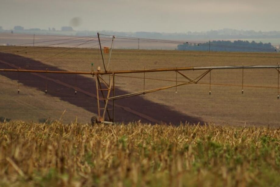 No momento, você está visualizando Produtor rural segura milho e vendas chegam a só 50% após supersafra em MS