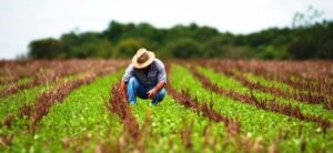 Leia mais sobre o artigo SEGURO RURAL: Novas regras ampliam cobertura e proteção a produtores