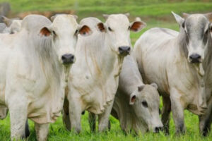 Leia mais sobre o artigo Arroba do boi gordo e da vaca gorda registrou alta no MS