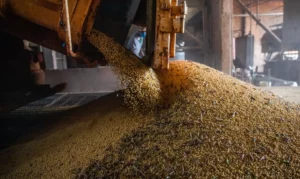 Leia mais sobre o artigo Conab prevê safra de grãos acima de 367 milhões de toneladas mesmo com El Niño