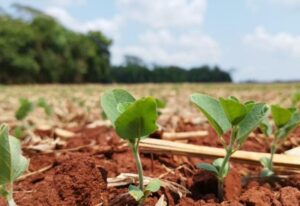 Leia mais sobre o artigo Crédito Rural cai 20,2% e custo da soja supera R$ 5 mil por hectare