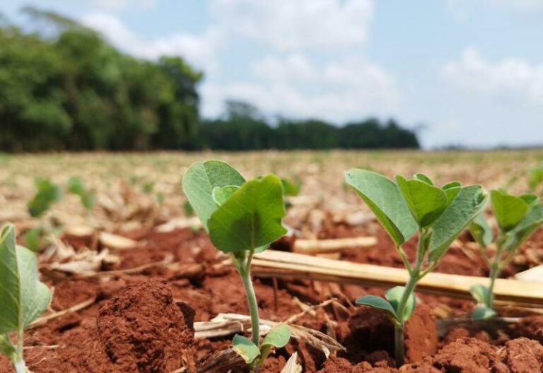 No momento, você está visualizando Crédito Rural cai 20,2% e custo da soja supera R$ 5 mil por hectare
