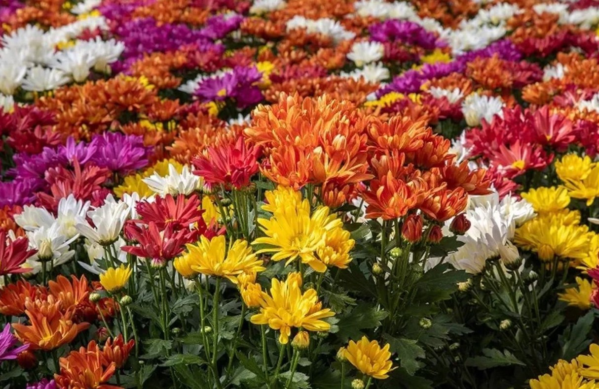 No momento, você está visualizando Flores para Finados têm variação de preço superior a 200% em Campo Grande