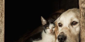 5-coisas-que-estressam-caes-e-gatos-e-voce-deveria-saber