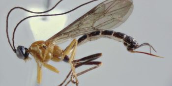 5-parasitas-que-controlam-a-mente-e-corpo-de-seus-hospedeiros