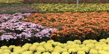 Holambra, a cidade das flores que encanta