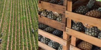 abacaxi-vem-ganhando-espaco-renda-campo-ms