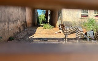 abril-laranja-mobiliza-campo-grande