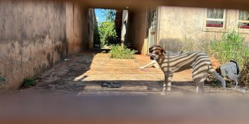 abril-laranja-mobiliza-campo-grande