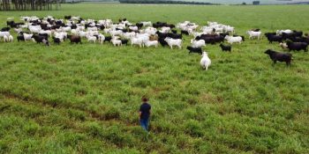 agro-ms-destaque-brasil