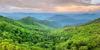 biomas-plantio-de-florestas-nativas-pode-gerar-us-26-bi-no-brasil