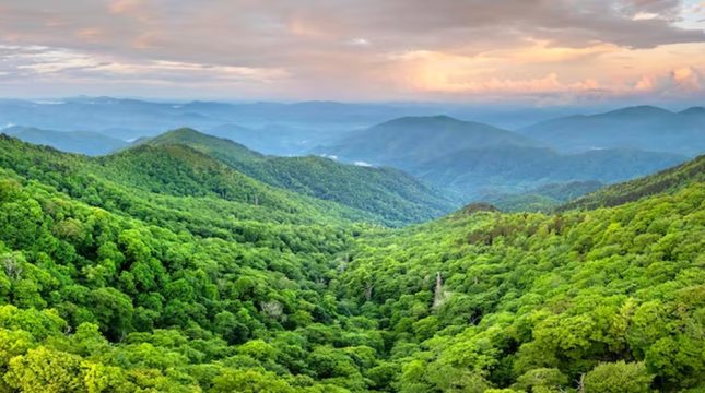 biomas-plantio-de-florestas-nativas-pode-gerar-us-26-bi-no-brasil