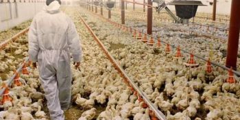 brasil-bate-recorde-em-exportacao-de-carne-de-frango