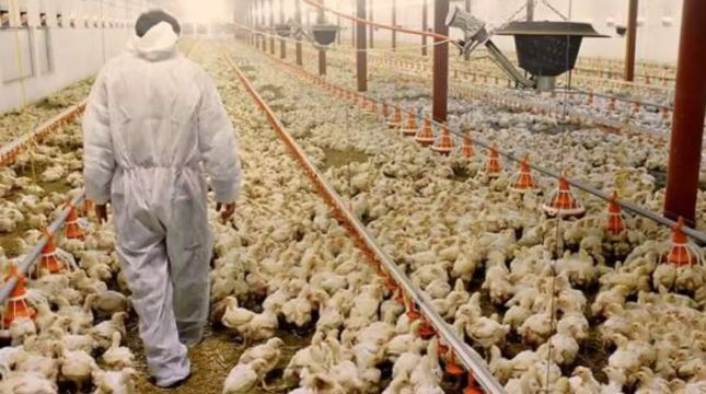 brasil-bate-recorde-em-exportacao-de-carne-de-frango
