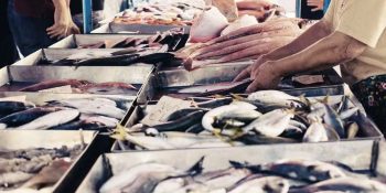 brasil-busca-alternativas-as-exportacoes-de-pescado-aos-eua