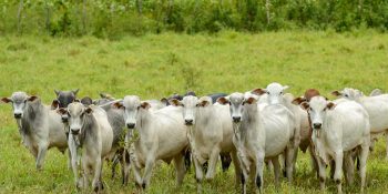 brasil-se-consolida-como-referencia-mundial-em-sanidade-animal