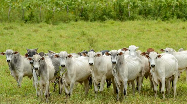 brasil-se-consolida-como-referencia-mundial-em-sanidade-animal