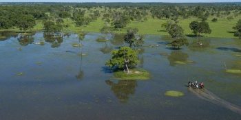 brasil-sediara-cop15-de-animais-silvestres-no-pantanal-de-ms