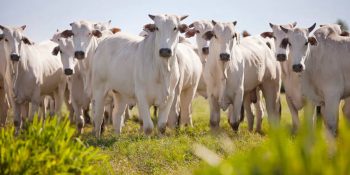 brasil-tenta-abrir-mercado-de-carne-bovina-na-coreia-do-sul