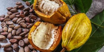 cacau-veja-curiosidades-sobre-a-fruta-do-chocolate