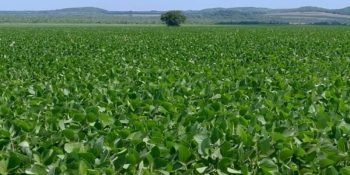 cadastro-areas-soja-ms-encerra-janeiro