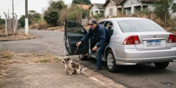 camara-aprova-suspensao-de-cnh-por-abandono-de-animais