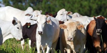 campo-grande-recebe-confinar-2026