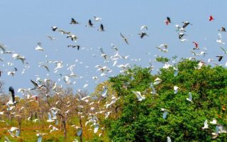 campo-grande-sedia-cop15