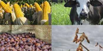 campo-grande-sedia-forum-internacional-agropecuaria