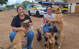 caravana-castracao-inicia-2026-ms