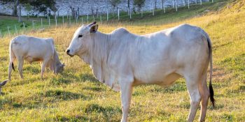 carne-baixo-carbono-e-anunciada-na-cop30-pela-embrapa