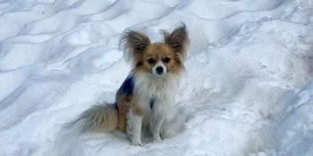 chihuahua-salva-homem-que-caiu-em-geleira-na-suica