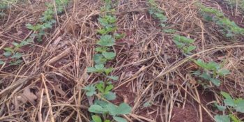 chuva-afeta-plantio-safra-soja-ms
