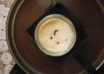 cientistas-criam-iogurte-com-formigas-para-restaurante-michelin