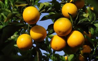 citricultura-avanca-ms-investimentos