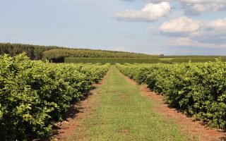citricultura-injeta-r-24-bilhoes-e-diversifica-base-produtiva-em-ms