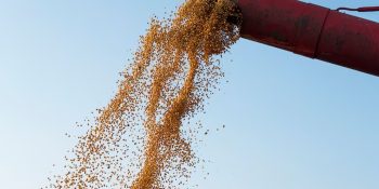 colheita-da-soja-e-plantio-do-milho-avancam-em-ritmo-lento-em-ms