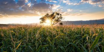 com-r-128-bilhoes-eco-invest-beneficia-o-agro-e-mira-o-4o-leilao