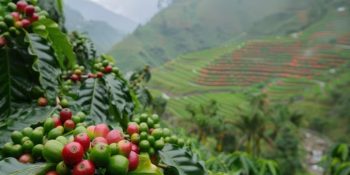 como-a-embrapa-esta-transformando-a-producao-de-cafe